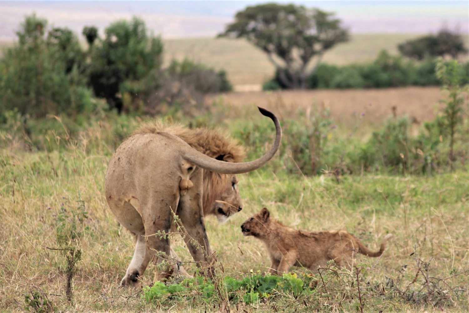Tanzania safari experiences