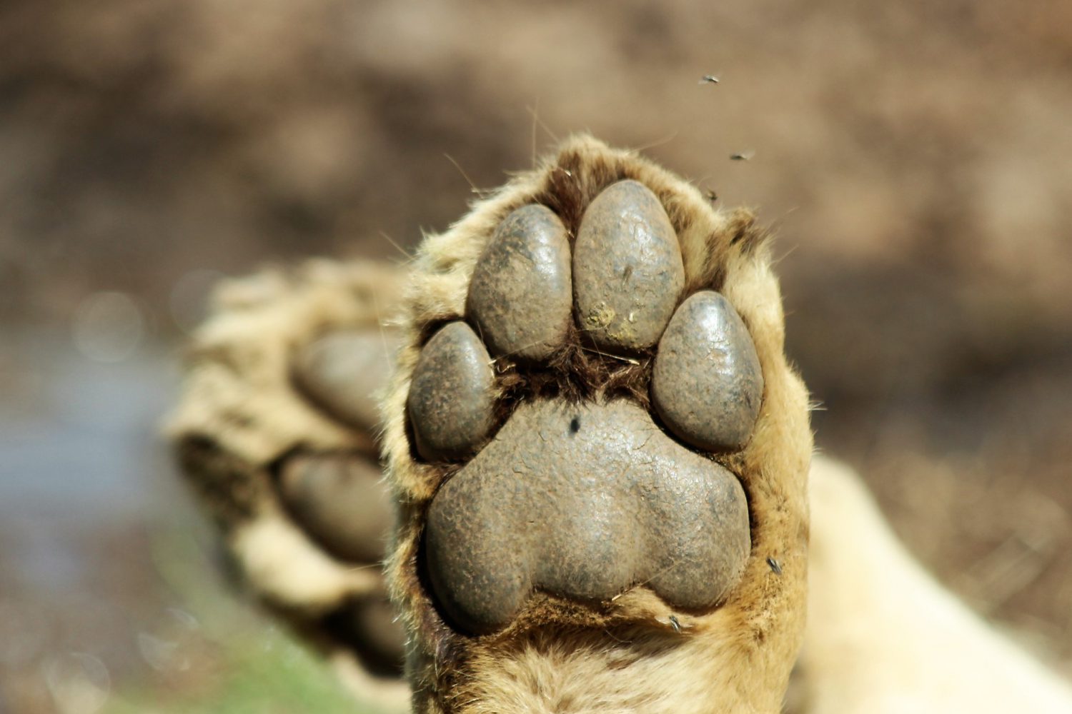 5 days Lodging Safari