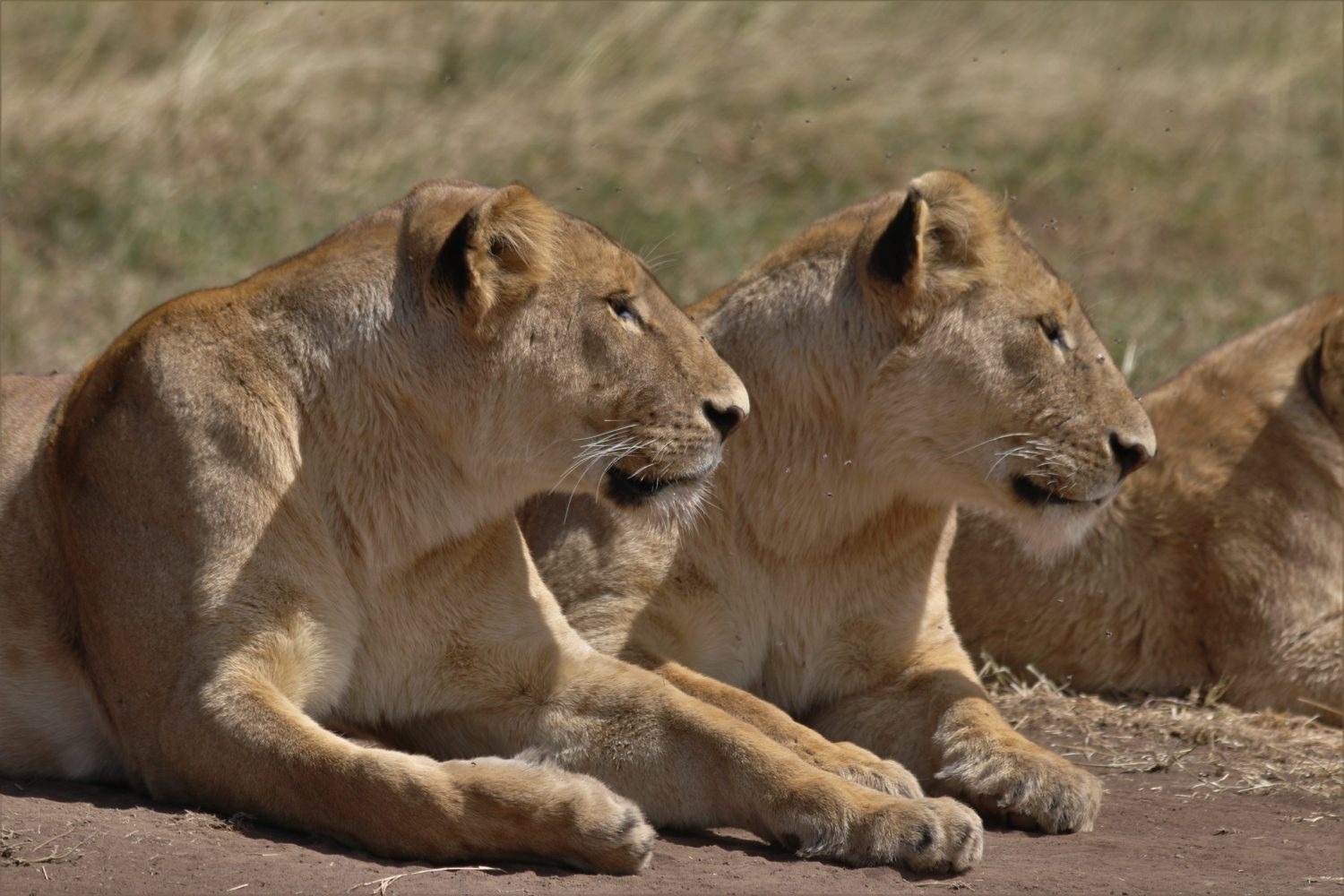 4 Tanzania Lodging Safari