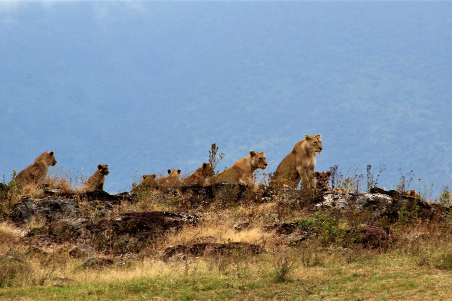 Safari to Serengeti