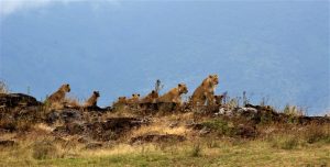 Safari to Serengeti