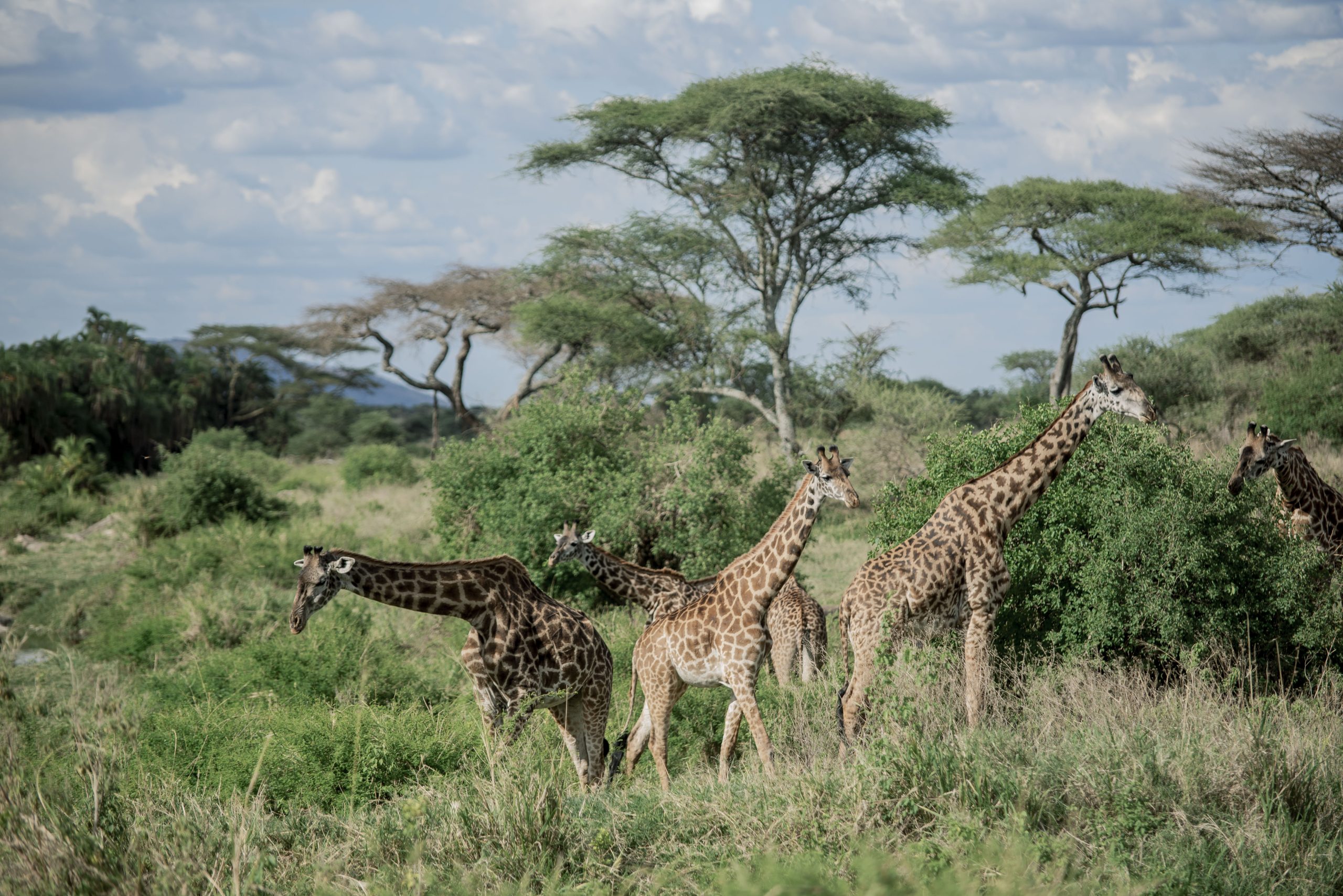 Best Time to Visit Tanzania