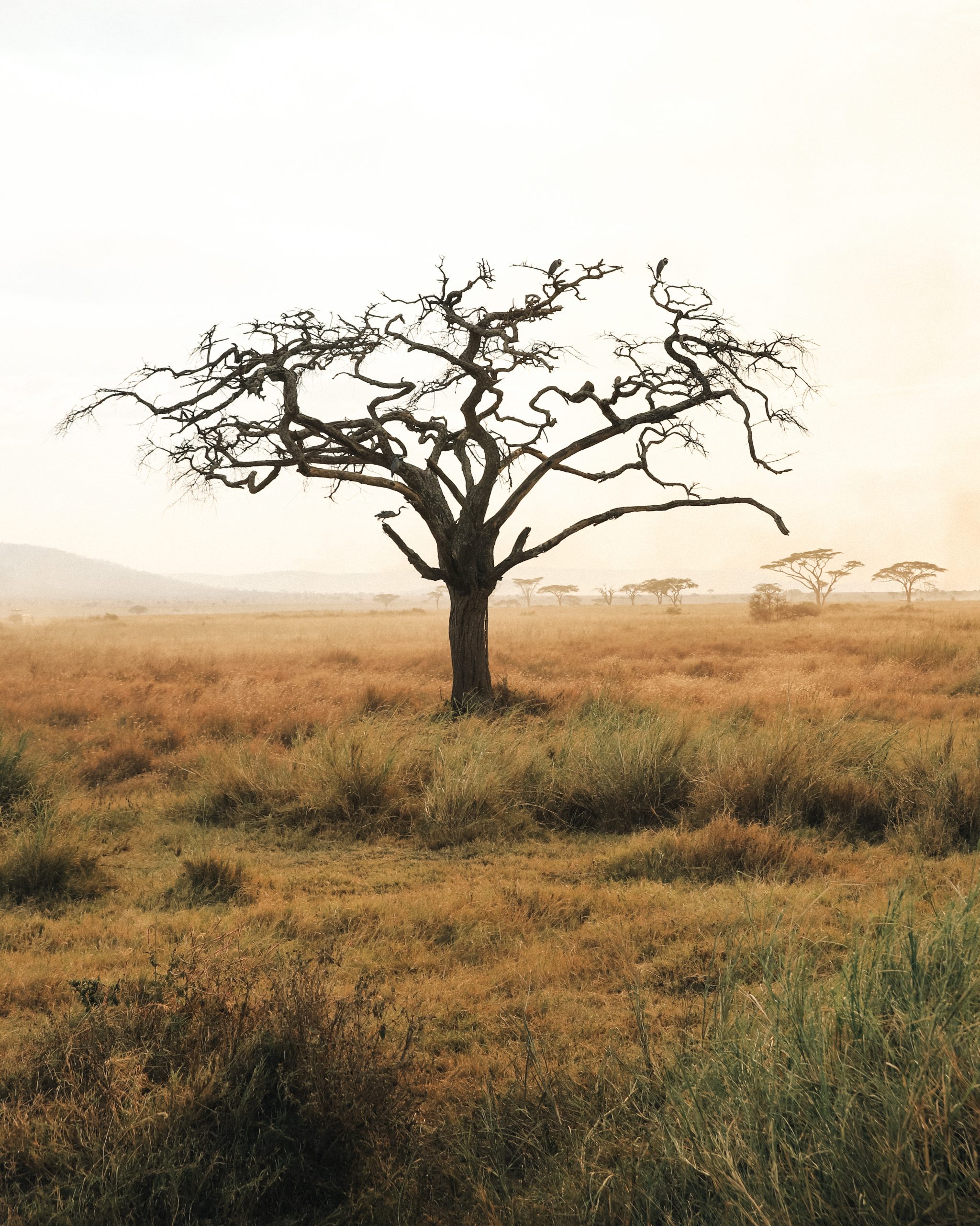 Best Time to Visit Tanzania