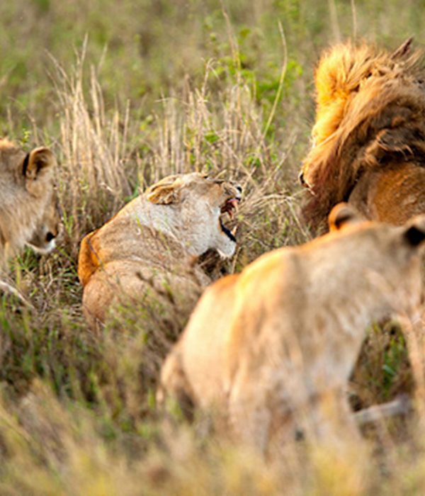 3 Days Safari to Serengeti and Ngorongoro Crater