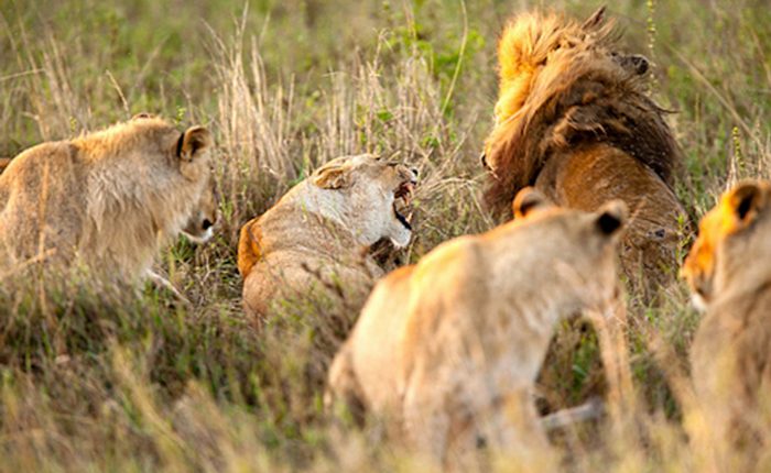 3 Days Safari to Serengeti and Ngorongoro Crater