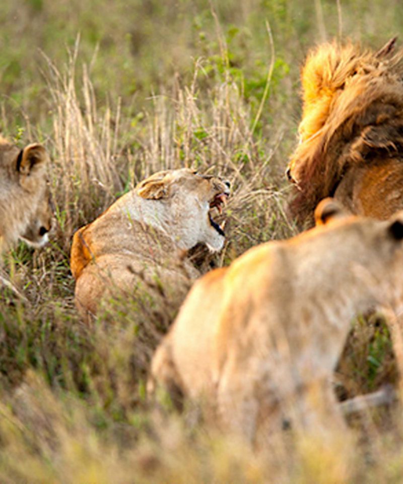 3 Days Safari to Serengeti and Ngorongoro Crater