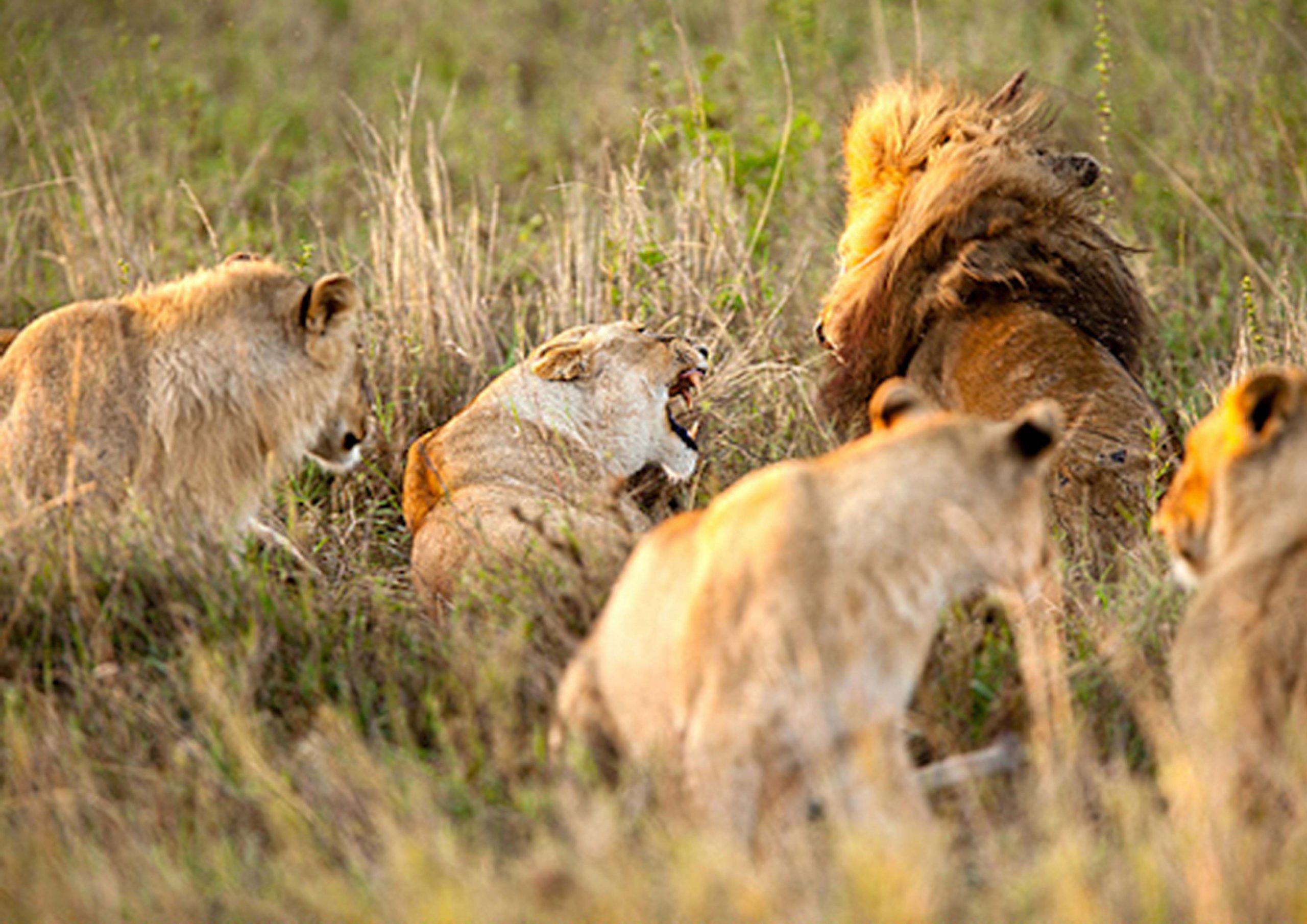 3 Days Safari to Serengeti and Ngorongoro Crater