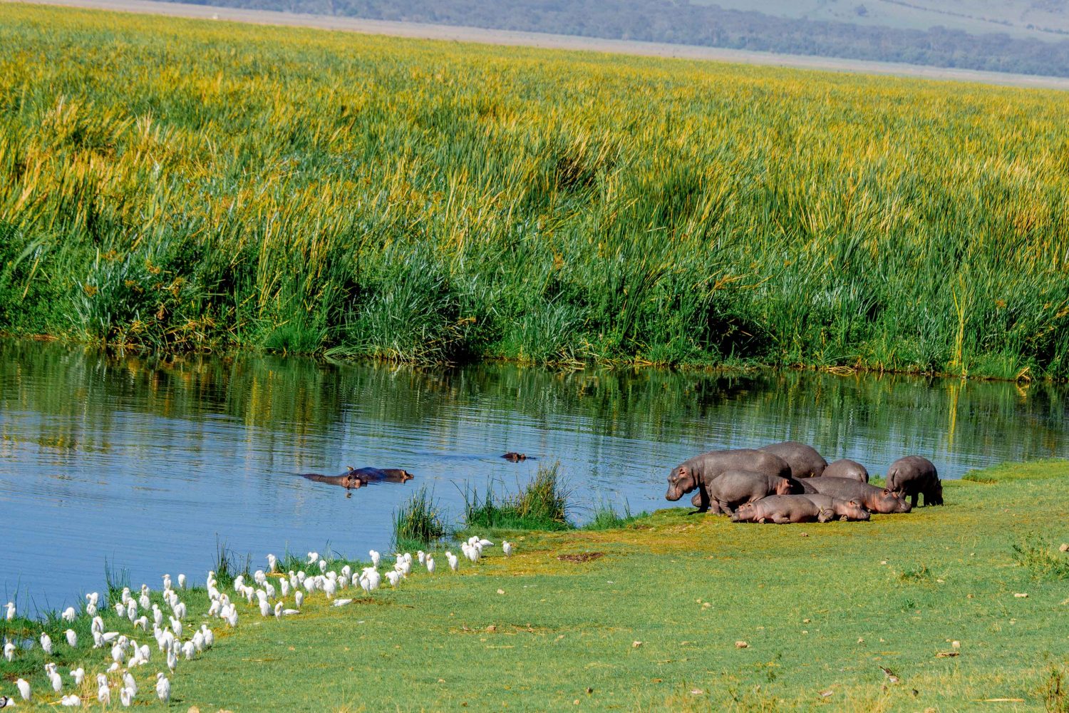 6 Days Tanzania Lodging Safari