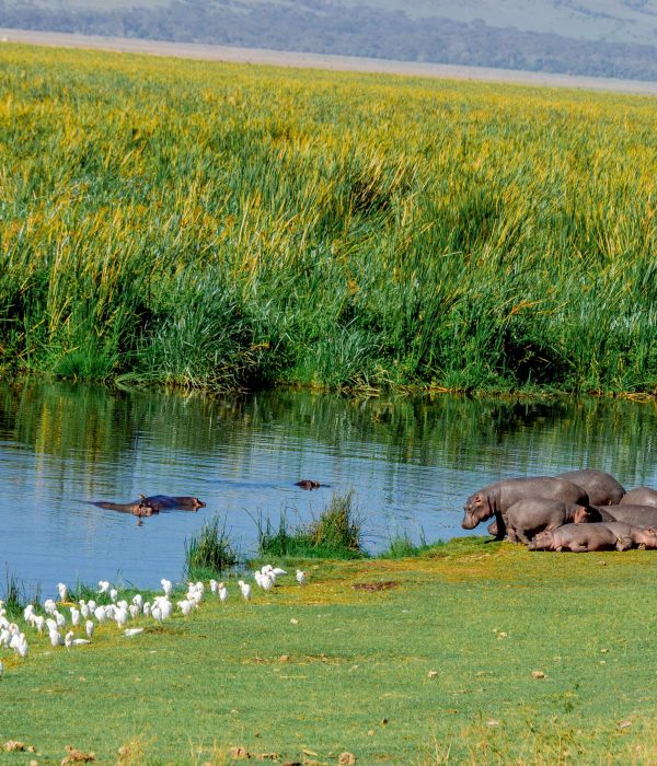 6 Days Tanzania Lodging Safari