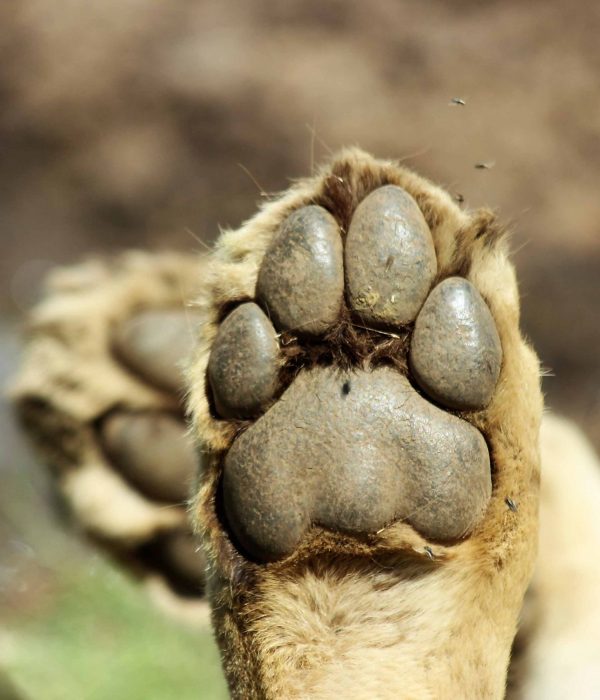 5 days Lodging Safari