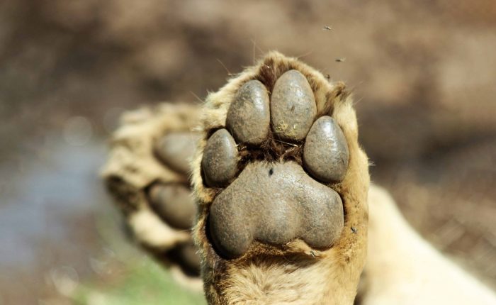 5 days Lodging Safari