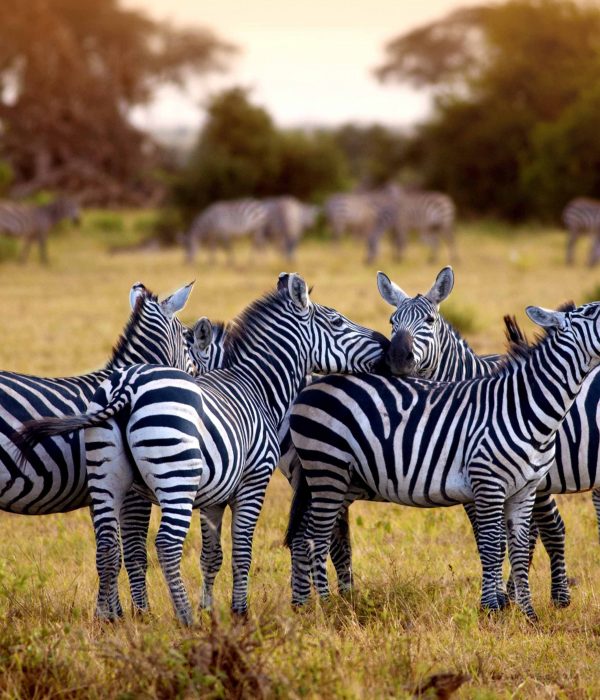 3 Days Serengeti Safari