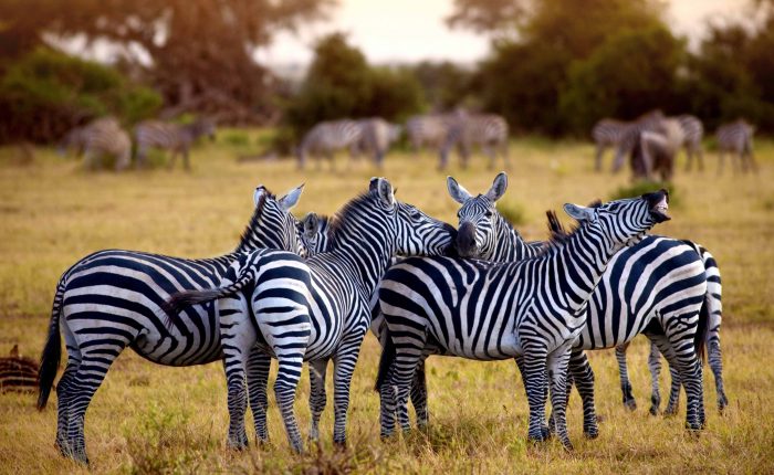 3 Days Serengeti Safari