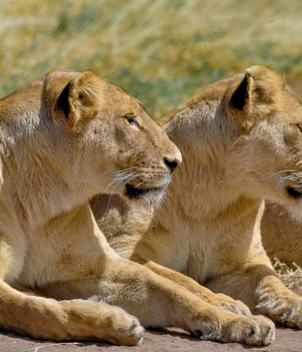 4 Tanzania Lodging Safari