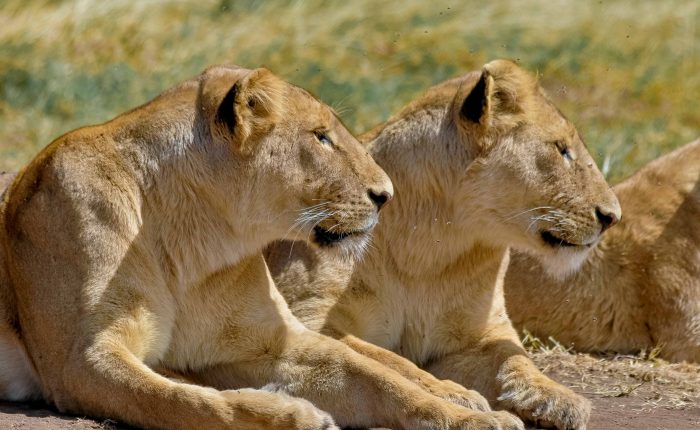 4 Tanzania Lodging Safari