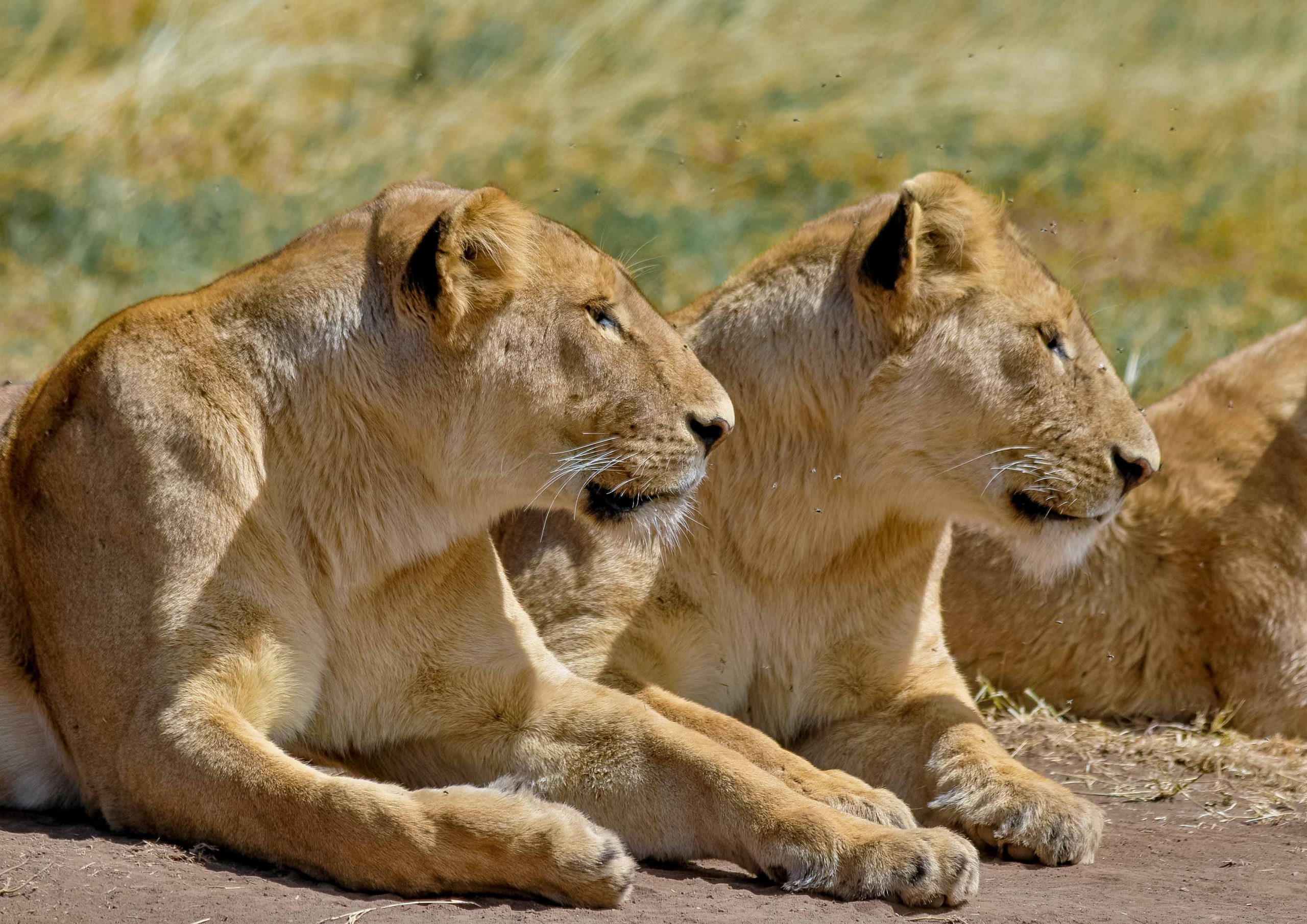4 Tanzania Lodging Safari
