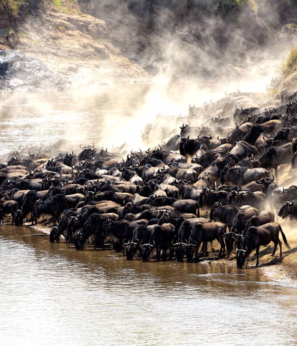 8-day migration safari