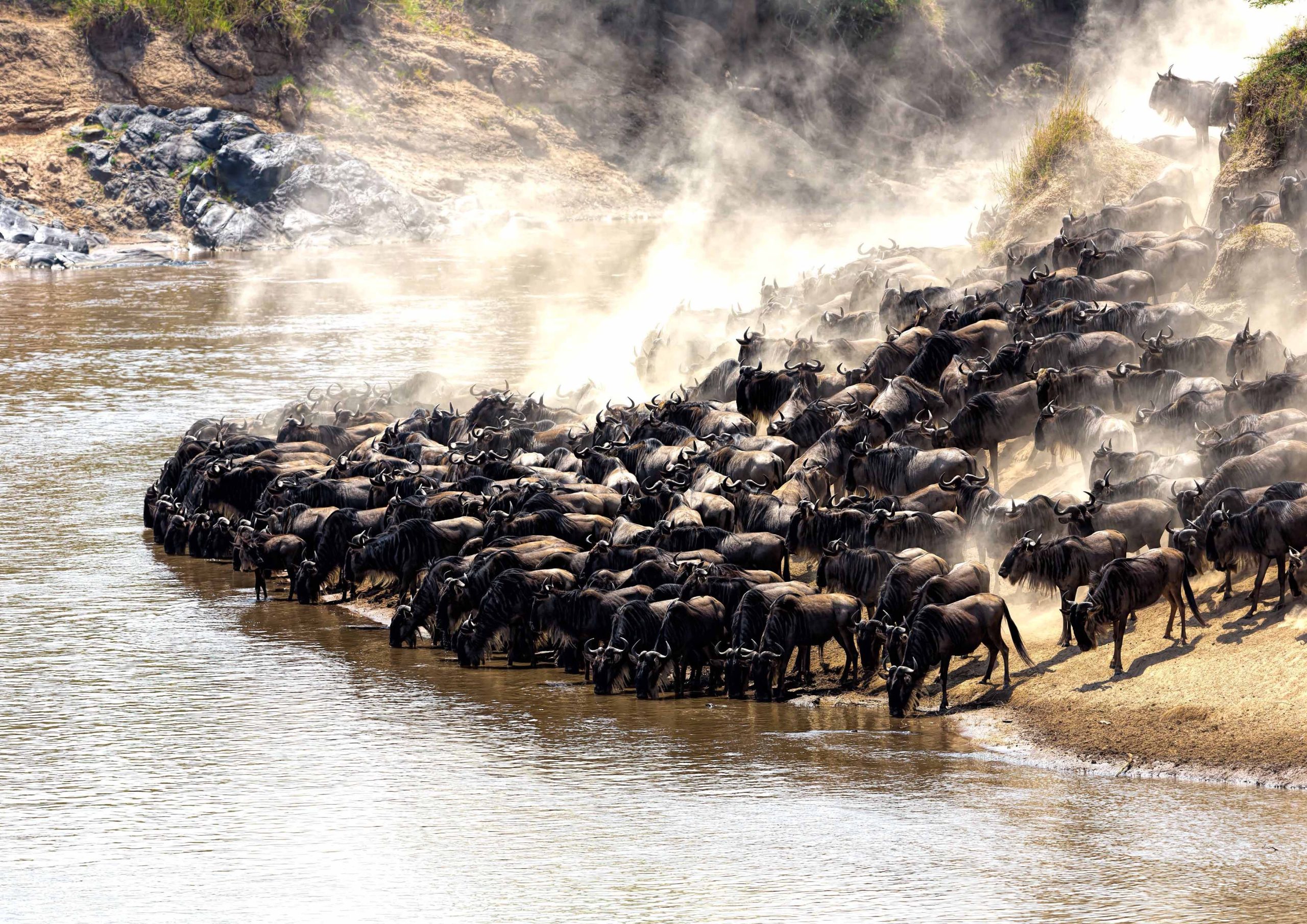 8-day migration safari