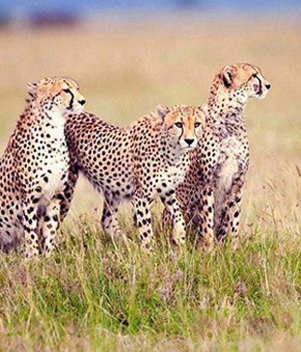 5 days Safari