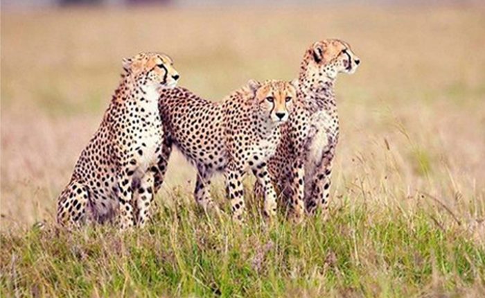 5 days Safari