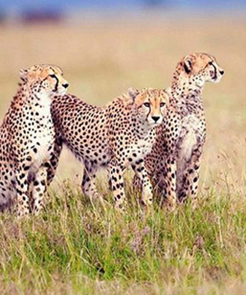 5 days Safari