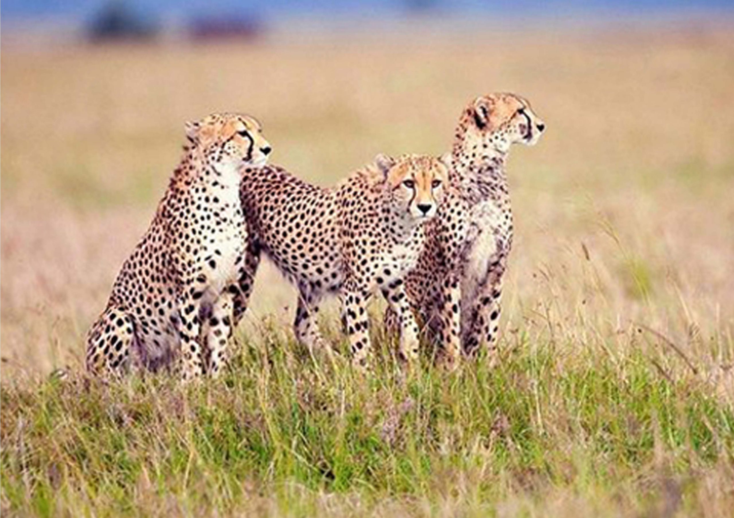 5 days Safari
