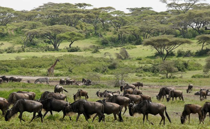 4 Day Ndutu Calving season