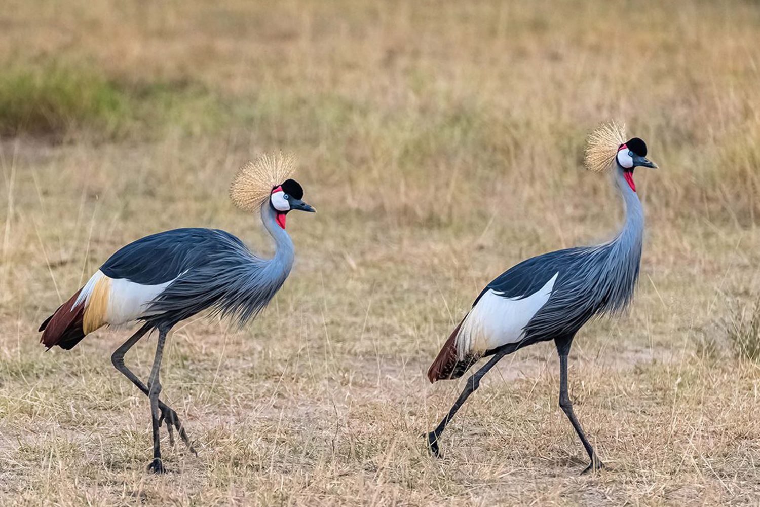 honeymoon safari package