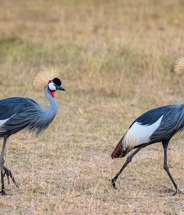 honeymoon safari package