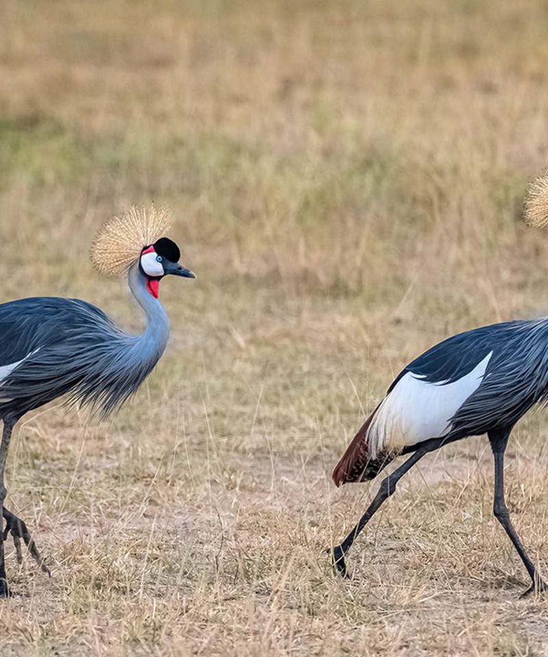 honeymoon safari package
