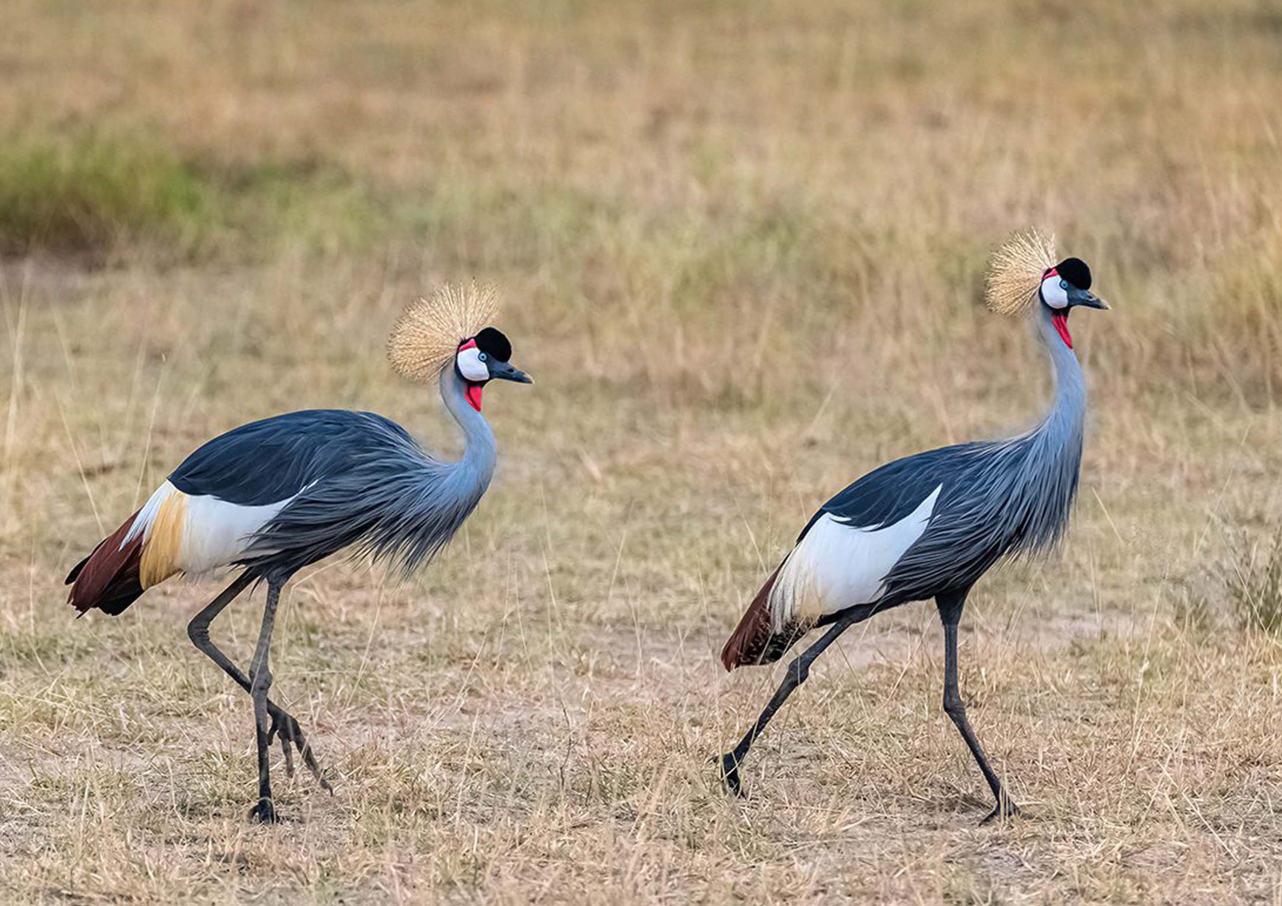 honeymoon safari package