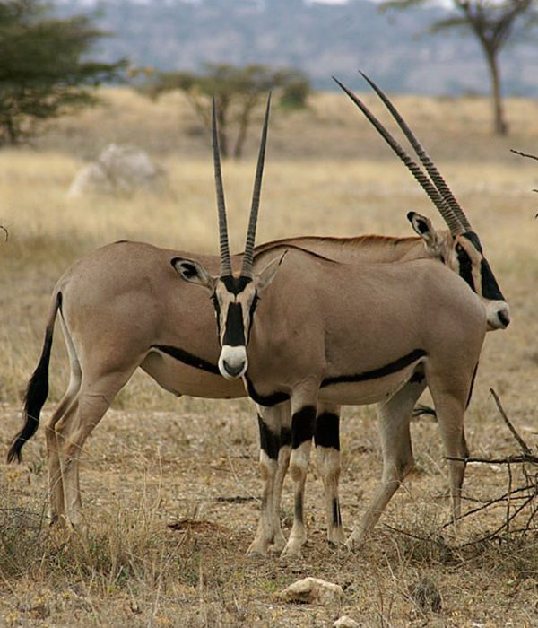 2 day mkomazi