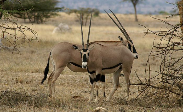 2 day mkomazi