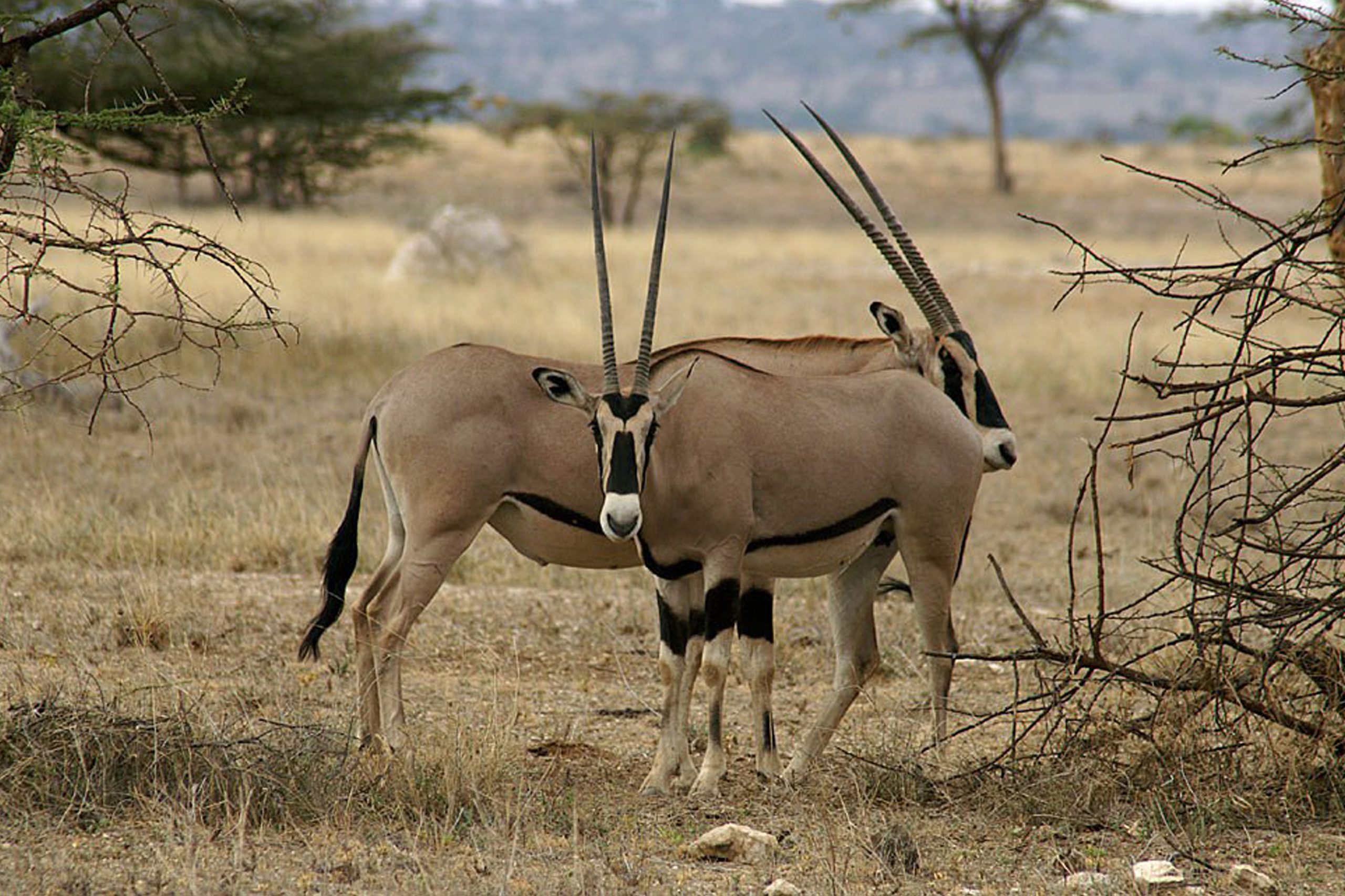 2 day mkomazi
