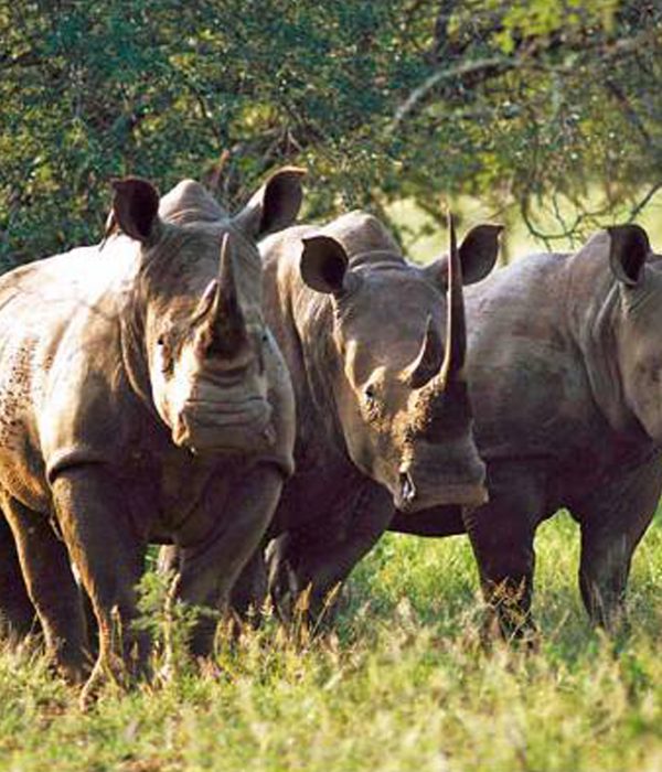 Rhino Sanctuary visit at Mkomazi