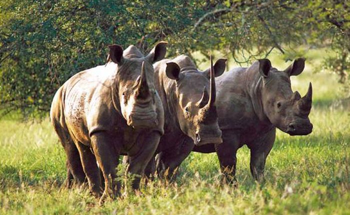 Rhino Sanctuary visit at Mkomazi