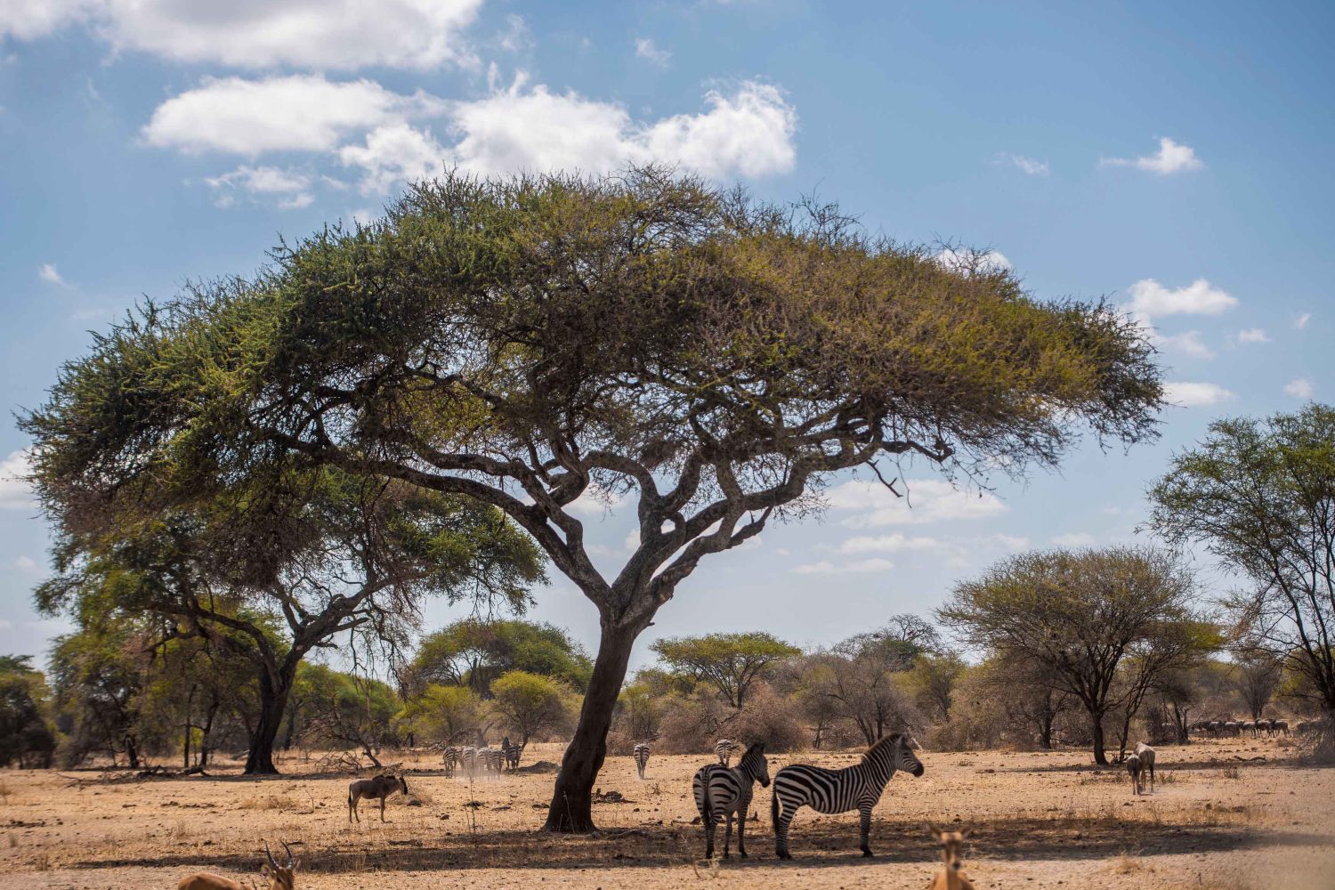 4-Day Luxury Safari to Manyara