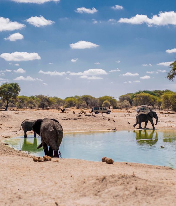 Tanzania Safari