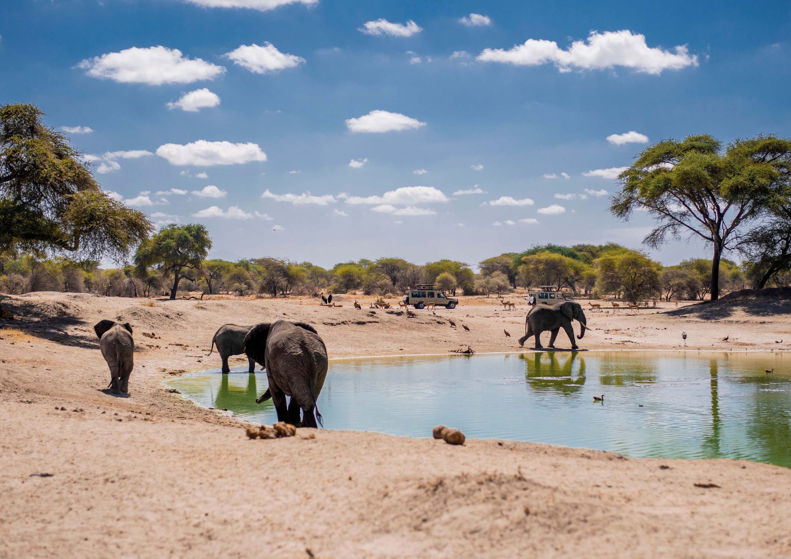 Tanzania Safari