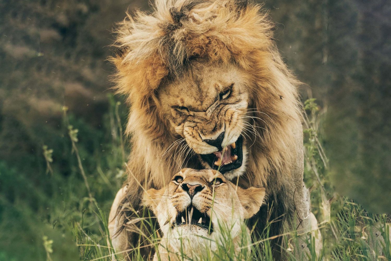 4-Day Safari to Arusha Park