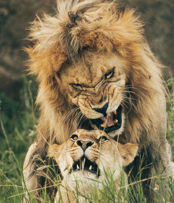 4-Day Safari to Arusha Park
