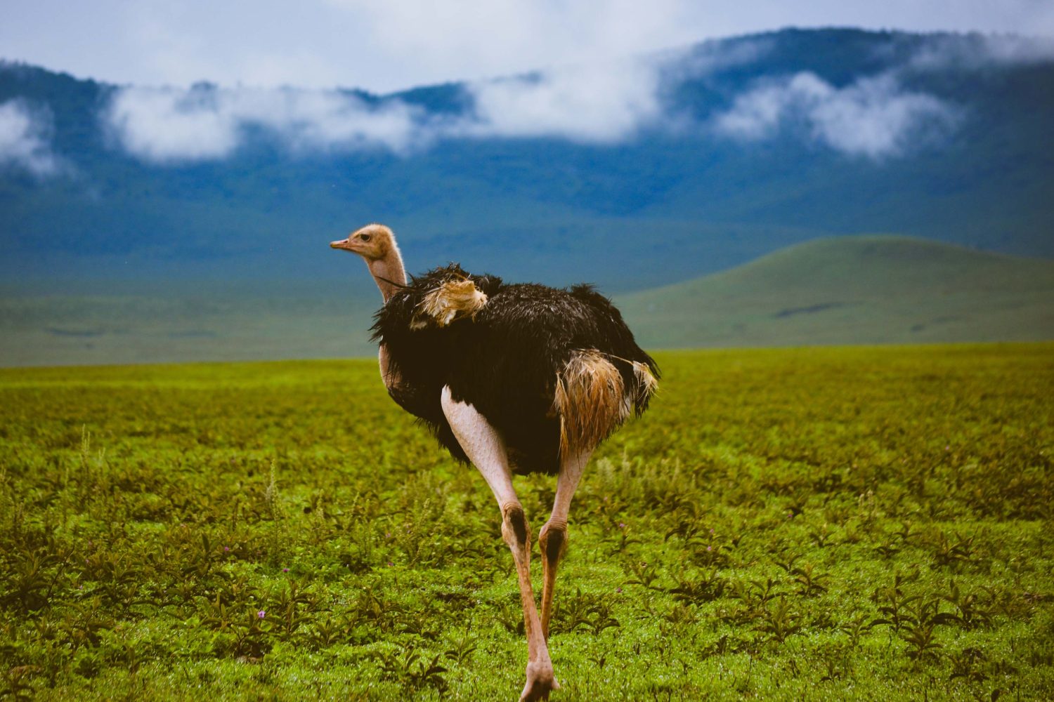 3-Day Luxury Safari to Ngorongoro and Tarangire