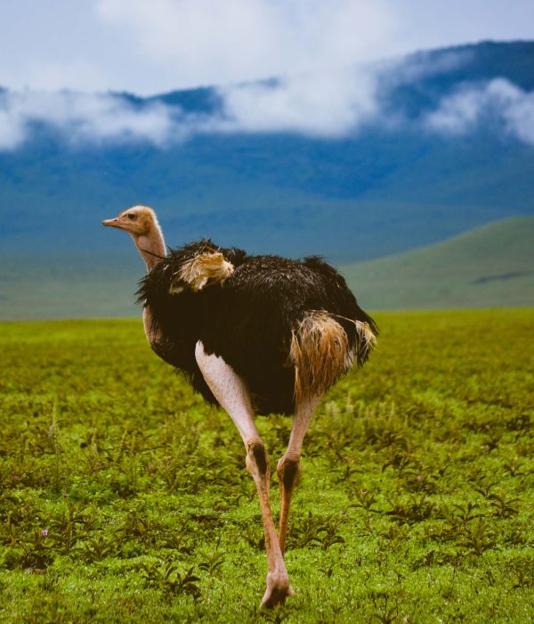 3-Day Luxury Safari to Ngorongoro and Tarangire