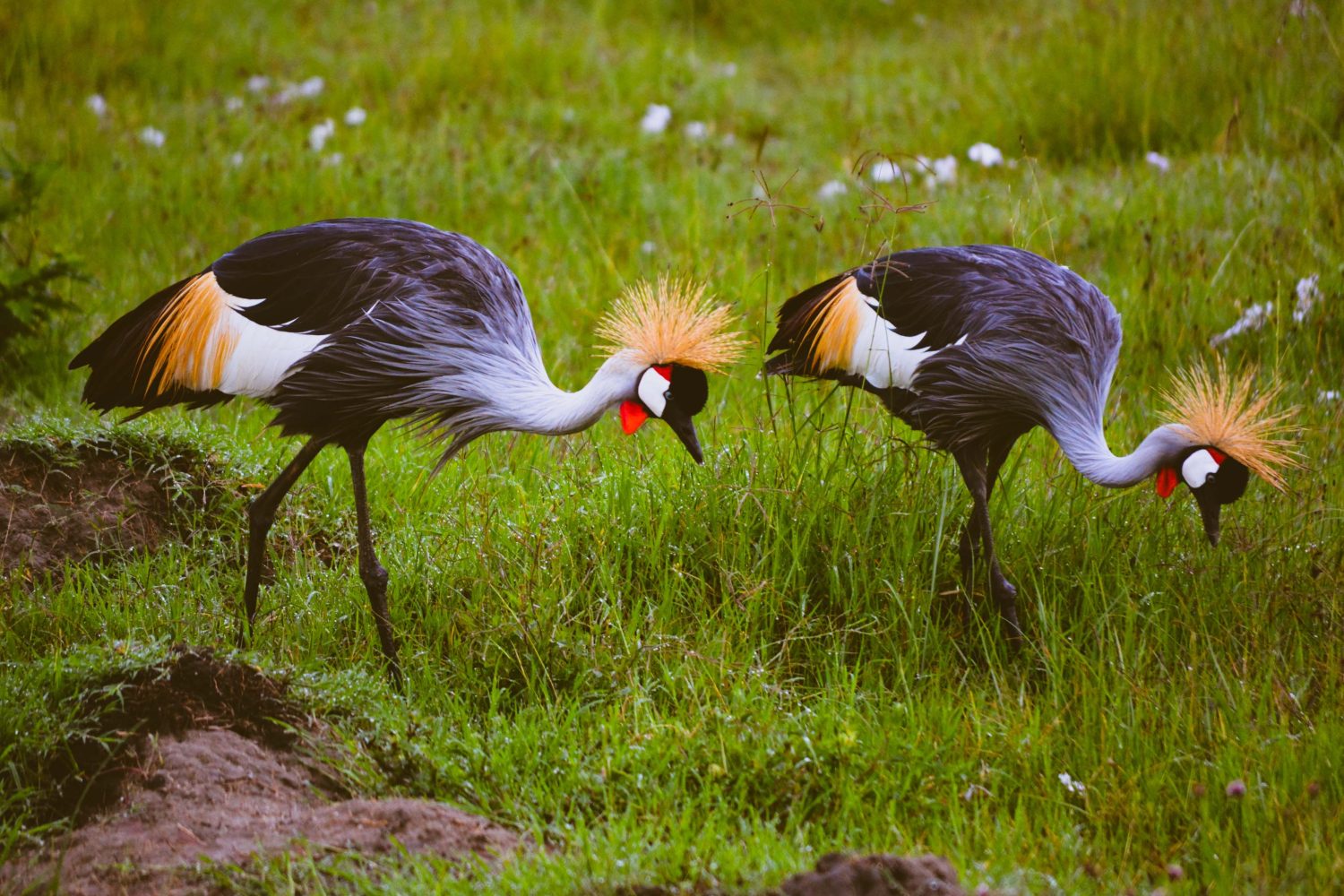 4-Day Safari to Manyara and Ngorongoro