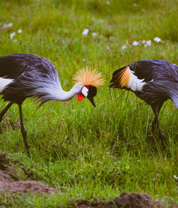 4-Day Safari to Manyara and Ngorongoro