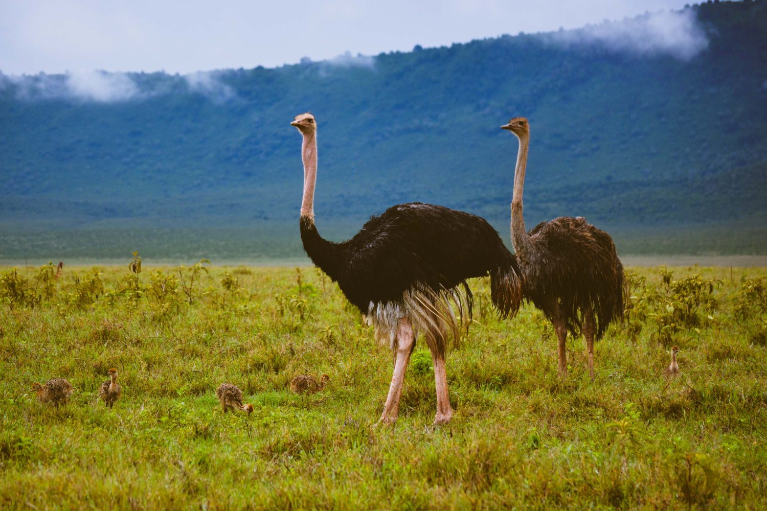 5-day honeymoon safari package