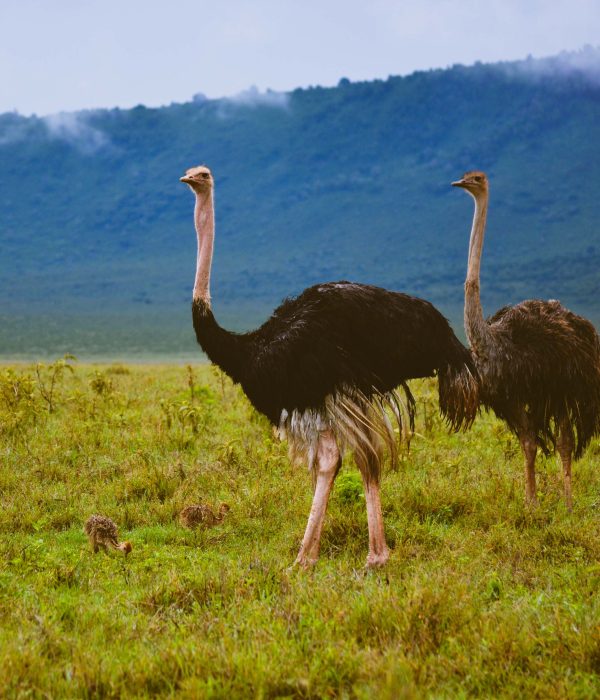 5-day honeymoon safari package