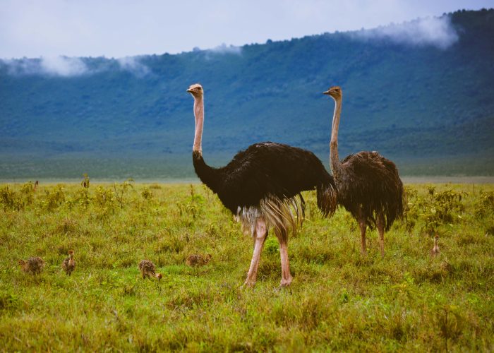 5-day honeymoon safari package