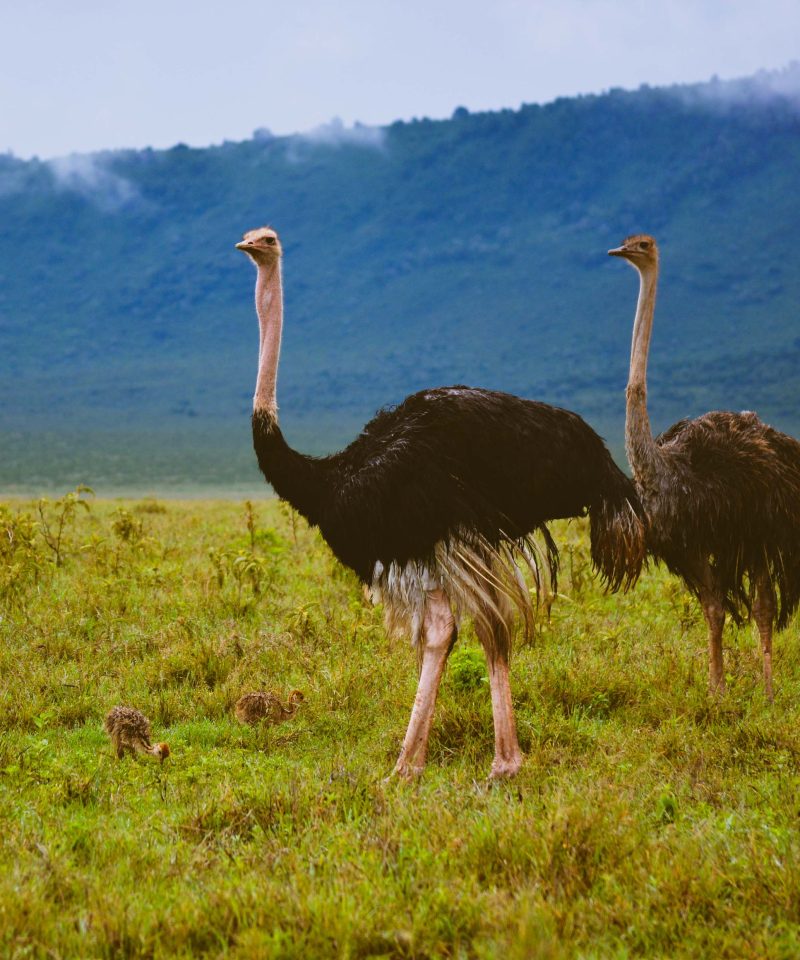 5-day honeymoon safari package