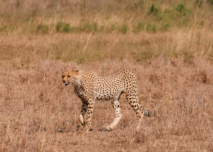 4-Day Luxury Safari to Tarangire, Serengeti & Ngorongoro